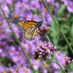 Jamie Purinton Landscape Architecture, pollinator garden