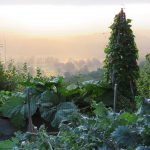 Jamie Purinton Landscape Architecture, vegetable garden hillsdale