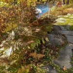 Jamie Purinton Landscape Architect,lakeshore plantings bracken fern with gardentenders